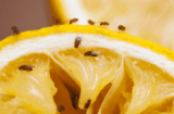 House Fly vs Fruit Fly Identification