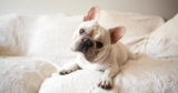 Why Do Dogs Tilt Their Heads So Cute Like That?