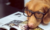 Old Dog? New Tricks. Can Fear Make You Too Old To Change?