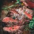 FDA OKs Lyrfigtu for previously treated bile duct cancer