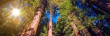 Healing Power of Trees