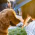 Sidewalking Away: Why I Finally Swapped Ring Alarm for Abode