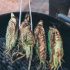 Was the summer of foodborne outbreaks as bad as it seemed?