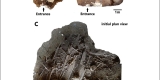 8,000 Insect Remains Show a Gran Canaria Tomb Was a Granary
