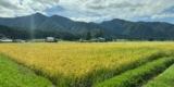 Sake Industry News. Issue #169.