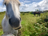 West Coast Ireland; Galway to Killarney 🍀 – bitches be travelling