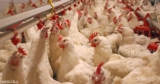 How Industrial Chicken Farming Is Reshaping the Most Common Cause of Food Poisoning