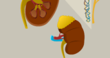 How to maintain kidney Healthy//Healthy tips for kidney