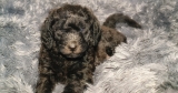 Best Dog Beds for Labradoodles