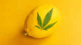 Which Terpenes Enhance the Cannabis High?