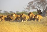 Ten lions found dead in Tanzania, poisoning suspected