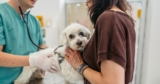 Here’s How To Tell Your Pet Needs To Go To The Vet *Now*