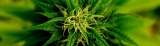 Marijuana and Spirituality – Does Cannabis Support Spiritual Awakening?