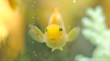 Teaching Kids To Respect Water: From Fish Tanks To Swimming Pools