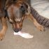 Mighty Pax’s Misadventures: A Christmas Tail