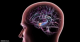 This Small Molecule Reverses Alzheimer’s Disease Progression, Study Shows