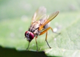 New understanding of insect flight points way to stable flapping-wing robots