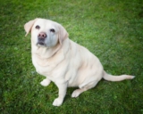 How to Spot Dog Obesity Before it Becomes a Bigger Problem — Dogster