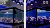 The 5 Year Transformation of My 600 Gallon Peninsula Reef!