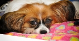 Best Dog Beds for Papillon