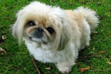 5 Remedies & Supplements For Your Pekingese’s Diarrhea, Gas, Vomiting, or Upset Stomach