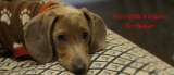 How to Be a Great Pet Parent