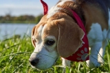 13 Dog Breeds With Natural Talent For Scent Detection