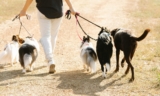 11 of the strangest pet laws in the United States that might surprise even lifelong animal lovers