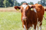 July Fly Control: Is Your Program Working?