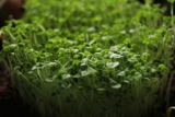 Sprouting seeds and their taste and properties – which ones should you choose for your daily diet?