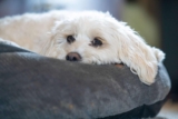 9 Best Dog Beds for Arthritic Dogs
