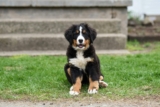 4 Best Supplements for Bernese Mountain Dog Puppies (+1 to Avoid)