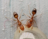 Ant Species Identification in Singapore