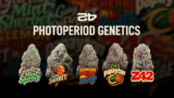 Five photoperiod Fast Buds strains built for resin, terpenes, and yield