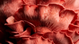 Scientists turn carrot waste into protein people prefer