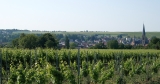 The World’s Best Pinot Noir Regions, Mapped