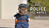 K9-Inspired Names for Dogs Big and Small