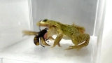 Hornet-eating frog shows remarkable venom resistance