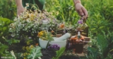 Unlocking Nature’s Healing Potential – The Power of DMSO and Botanical Combinations