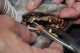 VIDEO: How To Properly Brush Your Dog’s Teeth
