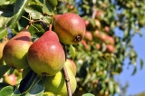 6 beneficii surprinzatoare ale perelor. Sunt antiinflamatorii, au antioxidanti si proprietati sanatoase pentru inima si diabet.