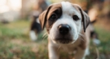 Animal Control Officer Accused of Burning Puppies Alive