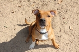 Ultimate Staffordshire Bull Terrier Puppy Shopping List: Checklist of 23 Must-Have Items