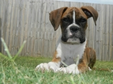 Ultimate Boxer Puppy Shopping List: Checklist of 23 Must-Have Items