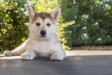 Ultimate Husky Puppy Shopping List: Checklist of 23 Must-Have Items