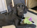 How Much Should My Lab Weigh?