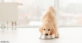 Raising a Puppy on a Budget-Friendly, Real-Food Diet