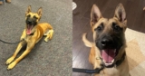 Police K-9 Who Lost a Leg in the Line of Duty Receives Historic Honor