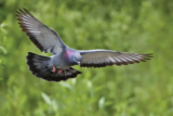 Pigeons Rely on the Earth’s Magnetic Field to Navigate. Now, Researchers May Have Uncovered How They Do It