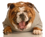 A Dog’s Best Medicine for Easing Stress – Easy Ways to Ease Stress